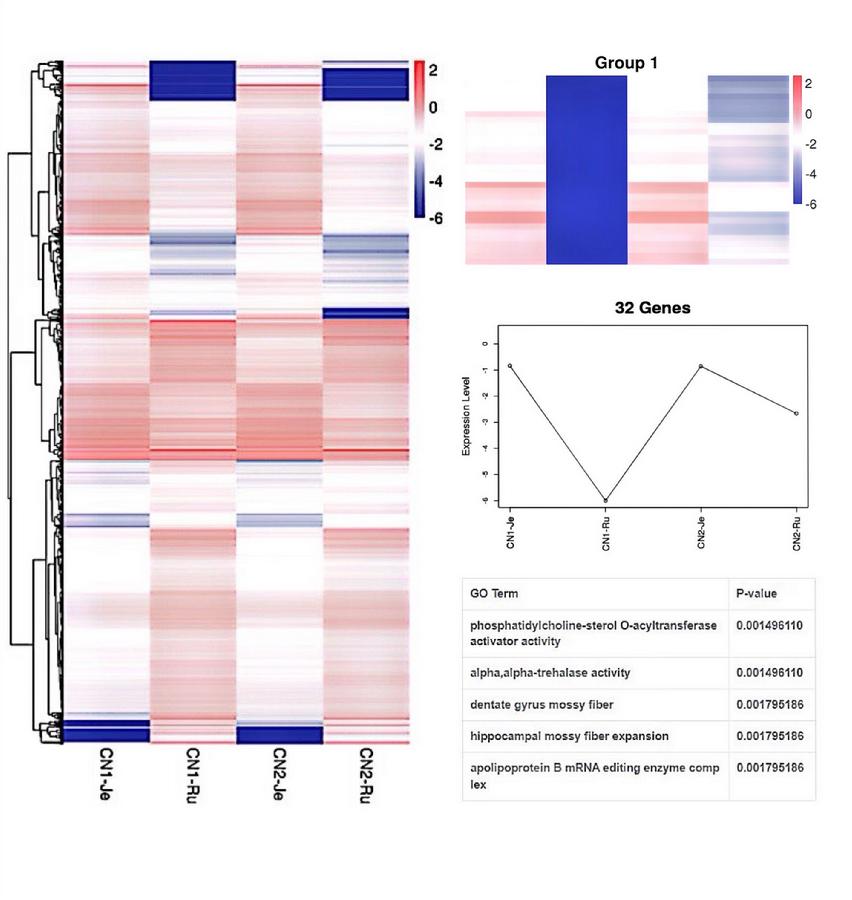 图4.梅花鹿瘤胃和空肠差异表达基因聚类