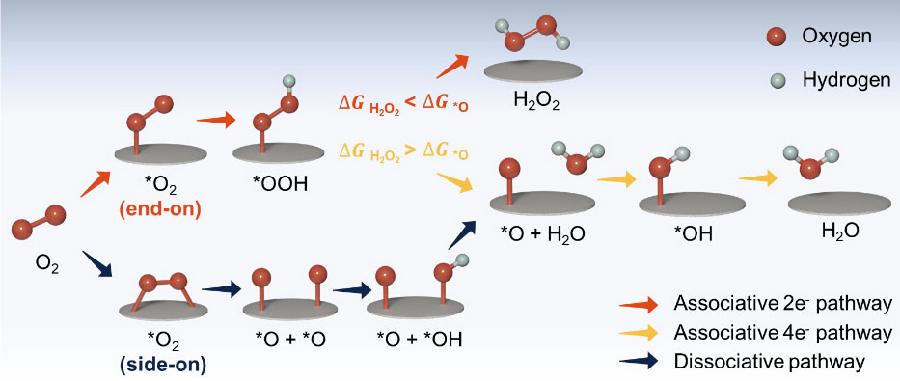 图1.氧还原反应中双电子和四电子路径示意图