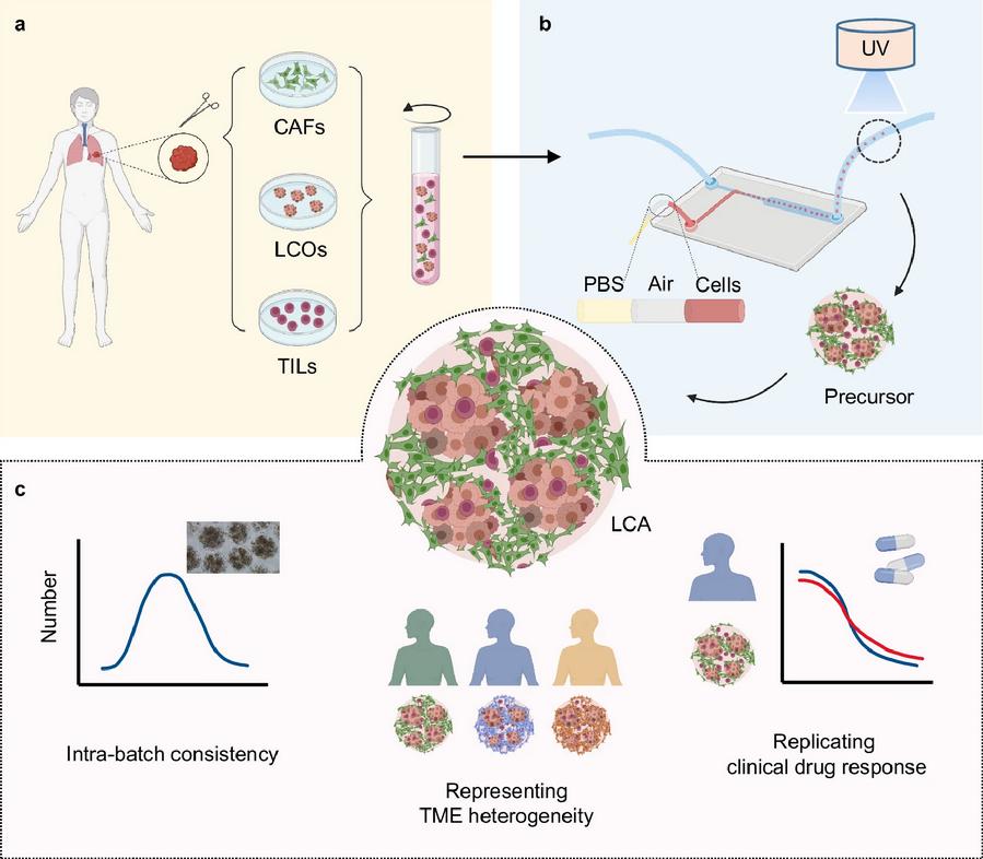 图2. 肺癌类组装体（LCA）模型构建流程及特性