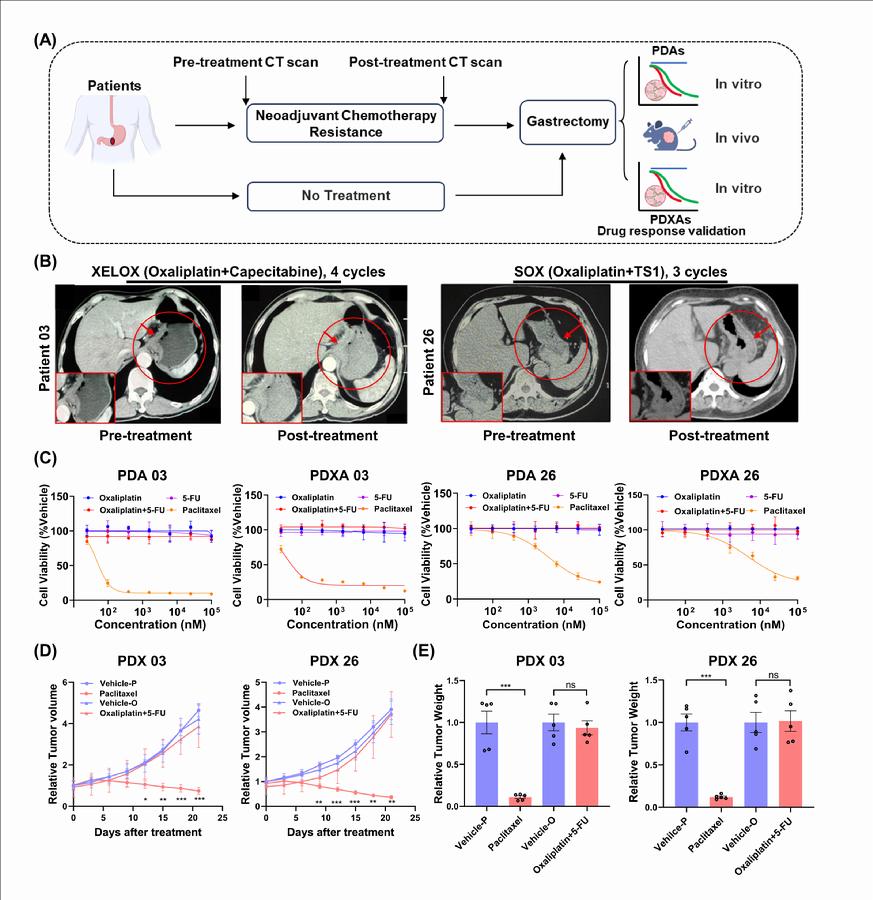 图3.胃癌模型的药物响应临床一致性评价