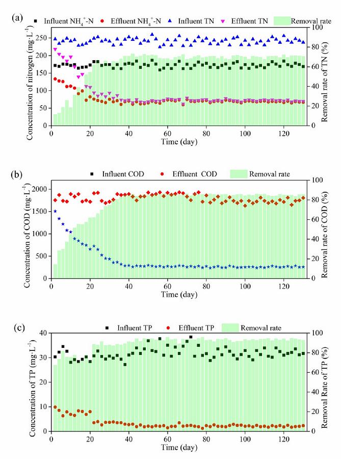 图1. 最佳运行条件下，IC-AOABR反应器进出水中NH₄⁺-N、TN、COD、TP浓度及COD、TN和TP的去除率