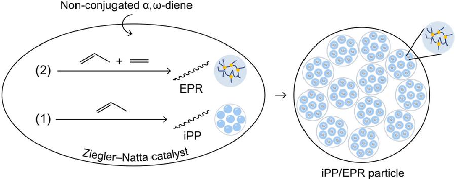 图1.支化交联聚丙烯多相共聚物的制备示意图