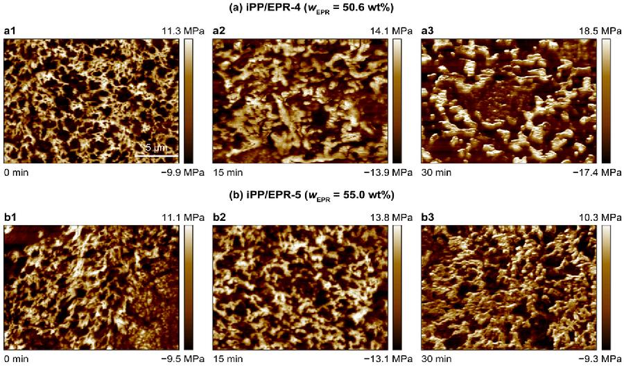 图4.高橡胶相含量支化交联聚丙烯多相共聚物在加工过程中的相结构演化AFM 照片