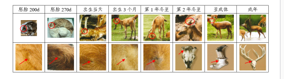 图1.麋鹿角柄部位毛旋发育及角柄生长过程监测