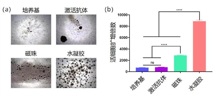 图1. 抗体修饰水凝胶材料显著提高了T细胞扩增效率。（a）直接使用培养基培养、在培养基中加入T细胞激活抗体培养、采用磁珠法、采用本项目开发的水凝胶（Hydrogel）法扩增人原代T细胞明场图。（b）不同培养扩增方法对T细胞的扩增效率。