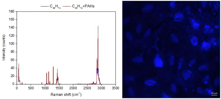 图3.植物叶片蜡质层C₃₆H₇₄和PAHs的拉曼光谱图和落叶阔叶树种叶片的激光显微镜图
