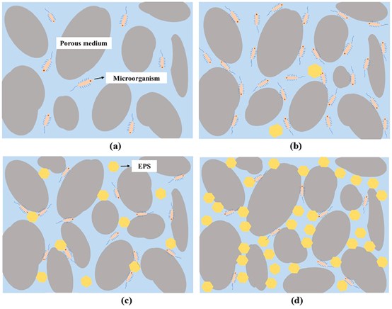 图3.EPS降低土壤孔隙率的机理示意图
