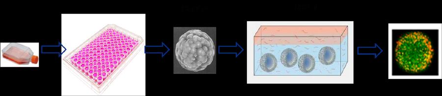 图1.具有远端趋化功能的三维肝癌模型
