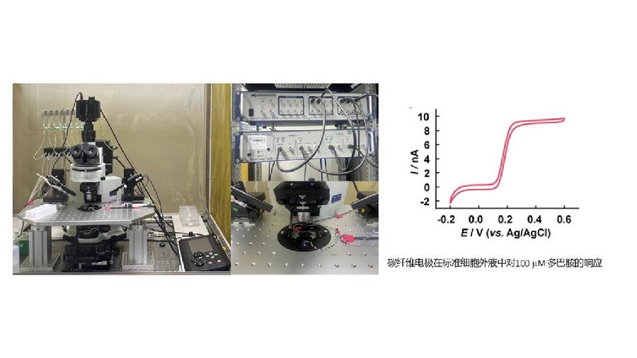 图3.单细胞囊泡胞吐神经递质多巴胺的电化学检测