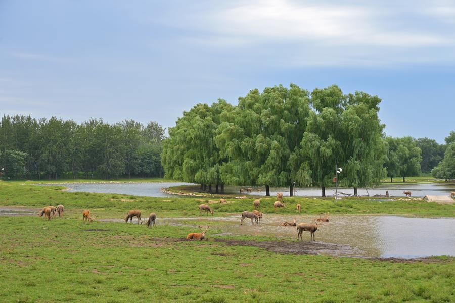 北京南海子麋鹿苑
