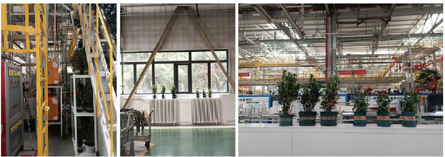 图1.焊接车间环境空气中重金属污染状况的植物指示研究现场