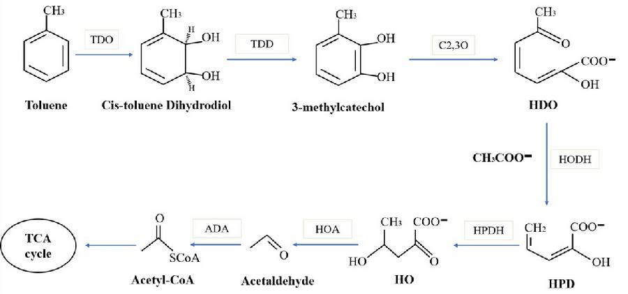 图8.微生物EPS对甲苯的阻控及刺激土著微生物降解甲苯的途径